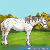 Horse Color:Bay Dun Splash Frame Appaloosa 
