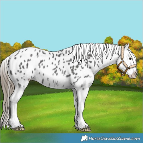 Horse Color:Smoky Black Sabino Splash Appaloosa 