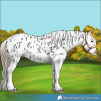 Horse Color:Smoky Black Sabino Splash Appaloosa 
