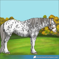 Horse Color:Smoky Black Sabino Splash Appaloosa 