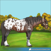 Horse Color:Brown Tobiano Appaloosa 
