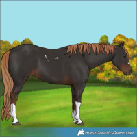 Horse Color:Liver Chestnut Tobiano 