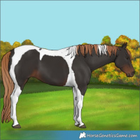 Horse Color:Liver Chestnut Tobiano
