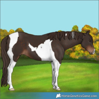 Horse Color:Liver Chestnut Tobiano 