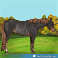 Horse Color:Liver Chestnut Rabicano 