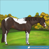Horse Color:Liver Chestnut Tobiano 