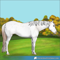 Horse Color:Red Dun Splash Tobiano Varnish Rabicano 