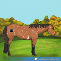 Horse Color:White Spotted Bay 