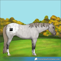Horse Color:Smoky Grullo Roan Varnish 