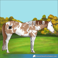 Horse Color:White Spotted Red Dun Splash 