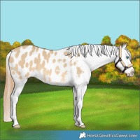 Horse Color:Sable Cream Champagne Dun Appaloosa 