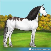 Horse Color:White Spotted Brown Splash 