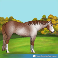 Horse Color:Gray Chestnut 