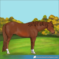 Horse Color:Chestnut 