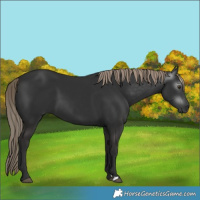 Horse Color:Gray Liver Chestnut 
