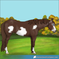 Horse Color:Gray Chestnut Frame 