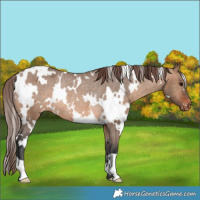 Horse Color:White Spotted Brown Dun Varnish Rabicano 