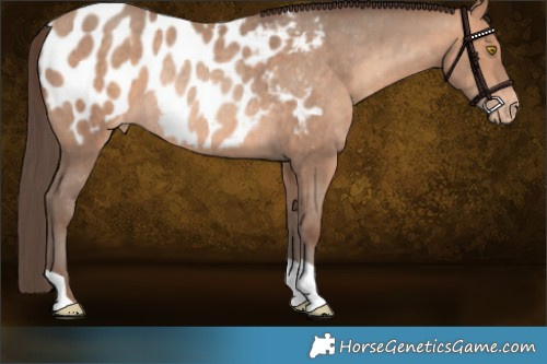 Horse Color:Amber Champagne Appaloosa Rabicano 