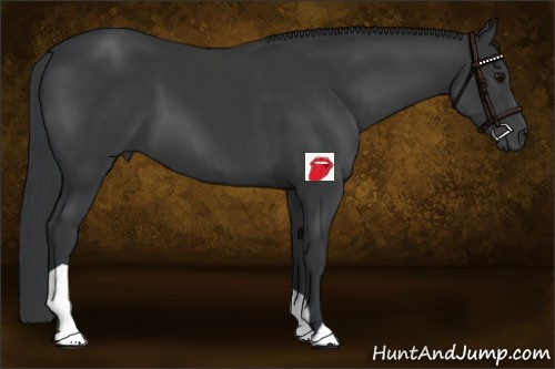 Horse Color:Black 