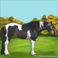 Horse Color:Gray Liver Chestnut Tobiano Rabicano 