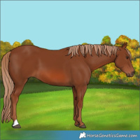 Horse Color:Chestnut 