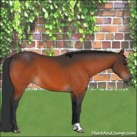Horse Color:Brown 