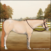 Horse Color:Buckskin Pearl 