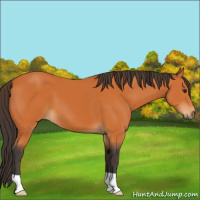 Horse Color:Buckskin 