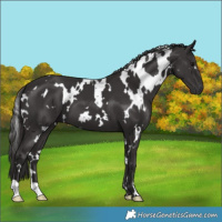 Horse Color:White Spotted Smoky Black