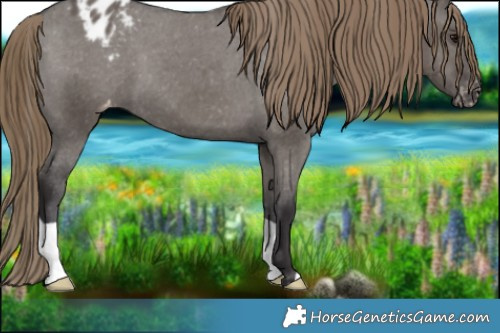 Horse Color:Smoky Grullo Appaloosa 