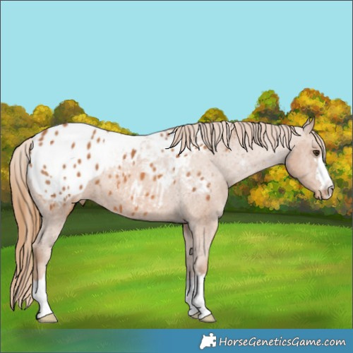 Horse Color:Chestnut Appaloosa 