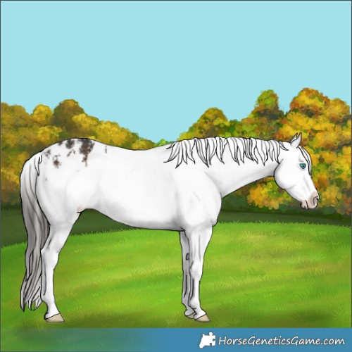 Horse Color:White Spotted Liver Chestnut Splash Appaloosa 