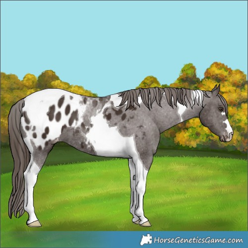 Horse Color:Liver Chestnut Tobiano Appaloosa 
