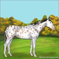 Horse Color:Gray Sable Champagne Splash Near Leopard 