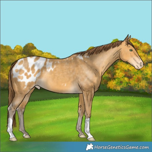 Horse Color:Sable Cream Champagne Appaloosa 