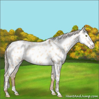 Horse Color:Silver Amber Champagne Dun Appaloosa Rabicano