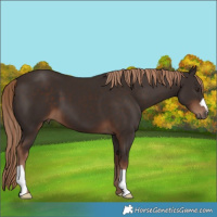 Horse Color:Liver Chestnut 