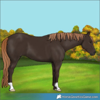 Horse Color:Liver Chestnut 