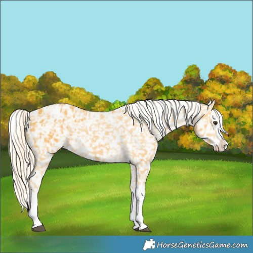 Horse Color:Palomino Splash Appaloosa