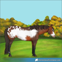 Horse Color:Bay Frame Appaloosa Rabicano 