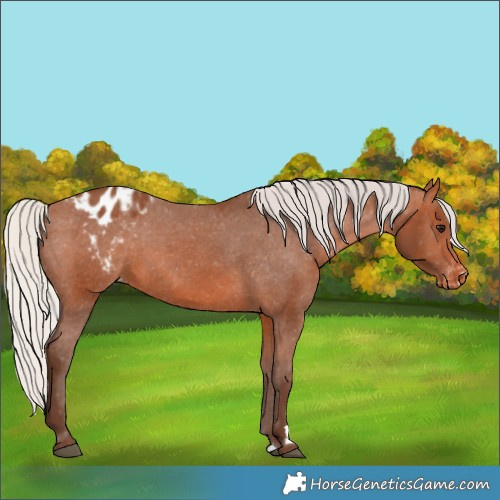 Horse Color:Silver Bay Appaloosa Rabicano