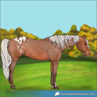 Horse Color:Silver Bay Appaloosa Rabicano 