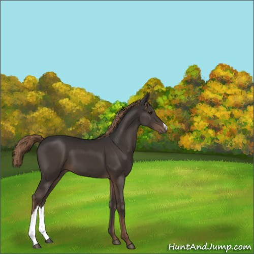 Horse Color:Liver Chestnut