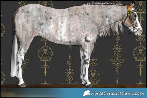 Horse Color:Blue Roan Sabino Splash  and Silver Blue Roan Sabino Splash 