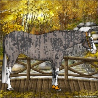 Horse Color:Blue Roan Sabino Splash  and Silver Blue Roan Sabino Splash 