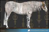 Horse Color:Blue Roan Sabino Splash  and Silver Blue Roan Sabino Splash 