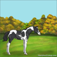 Horse Color:Black Sabino Tobiano Appaloosa