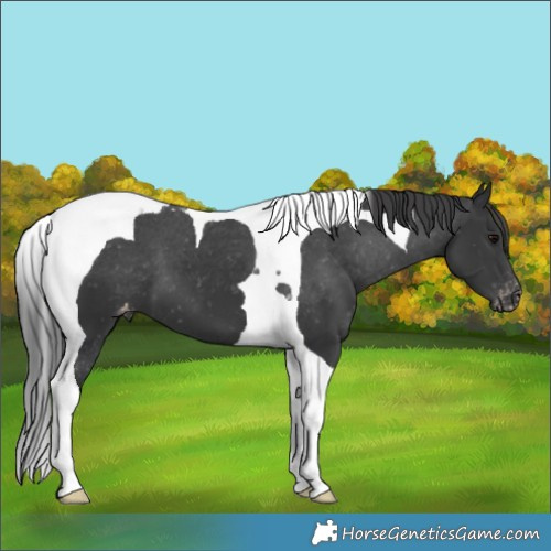 Horse Color:Black Tobiano Appaloosa 