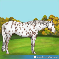 Horse Color:White Spotted Silver Classic Champagne Dun Splash Frame Appaloosa Rabicano  and Silver Black Sabino Splash Frame Appaloosa Rabicano 