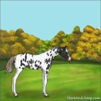 Horse Color:Gray Silver Brown Splash Tobiano Frame Appaloosa Rabicano 